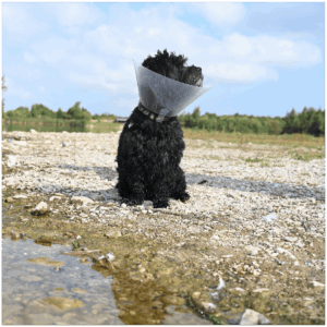 Kolnierz ochronny Classic Transparent