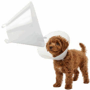 Kolnierz ochronny Classic Transparent