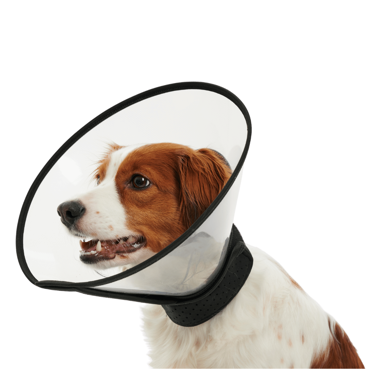 Kolnierz Complete Collar Buster